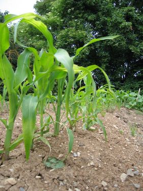 Click on the photo for the original