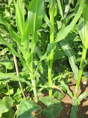 Click on the photo for the original