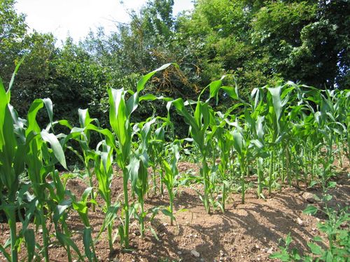 Click on the photo for the original