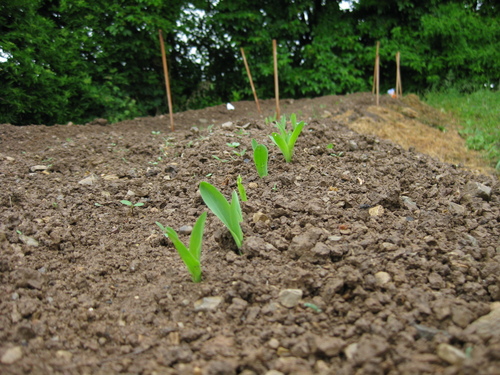 Click on the photo for the original