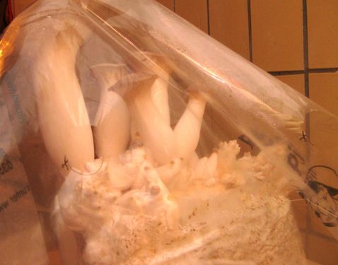 Click on the photo for the original