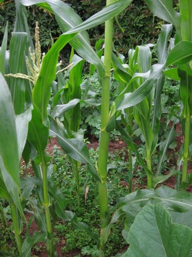 Click on the photo for the original