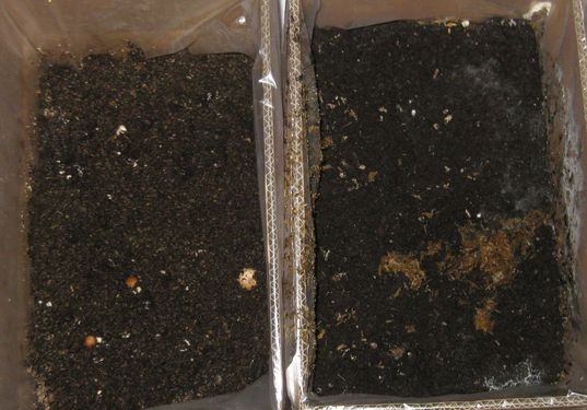 Click on the photo for the original