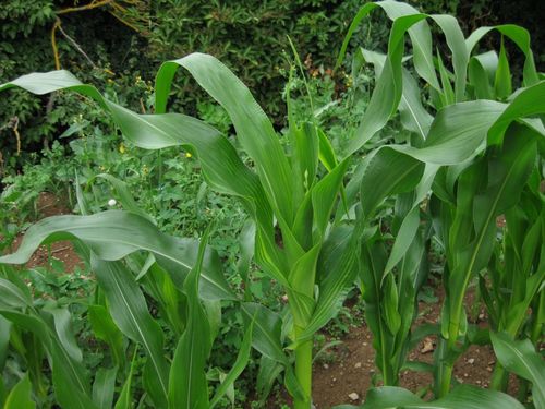 Click on the photo for the original