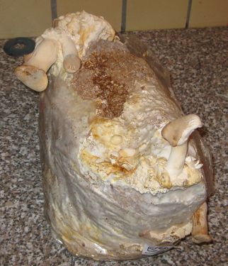 Click on the photo for the original