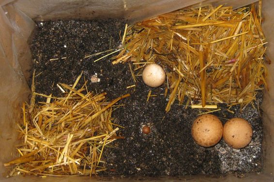 Click on the photo for the original