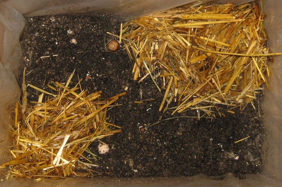 Click on the photo for the original