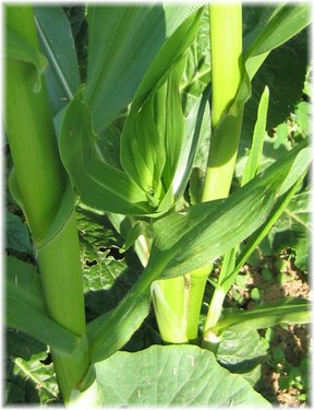 Click on the photo for the original