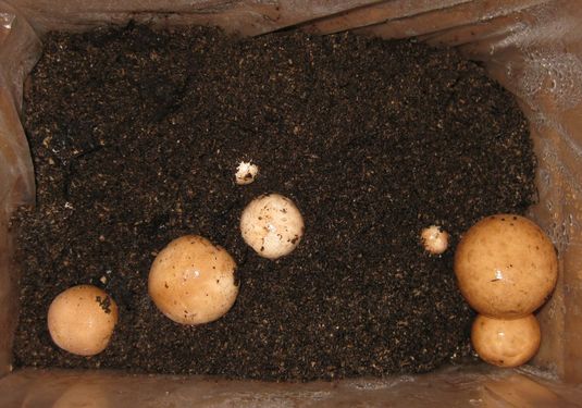 Click on the photo for the original