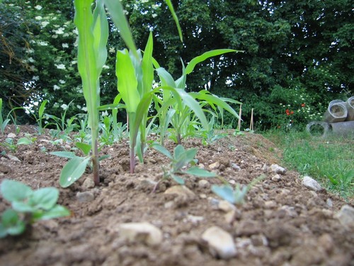 Click on the photo for the original