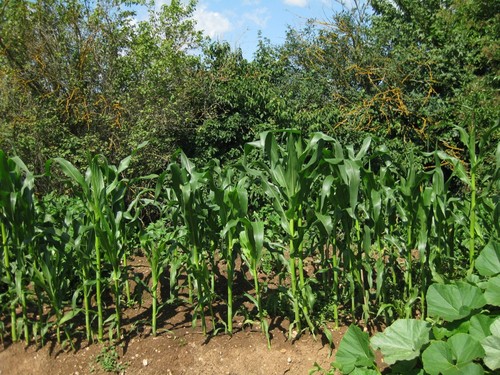 Click on the photo for the original