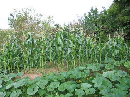 Click on the photo for the original