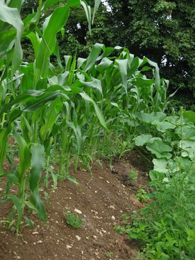 Click on the photo for the original