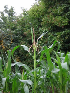 Click on the photo for the original