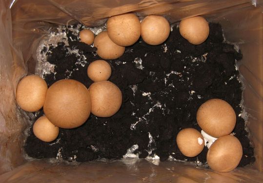 Click on the photo for the original