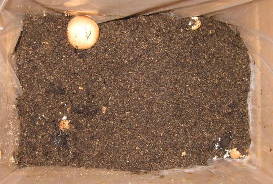 Click on the photo for the original