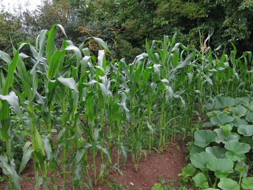 Click on the photo for the original