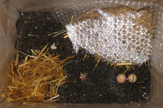 Click on the photo for the original