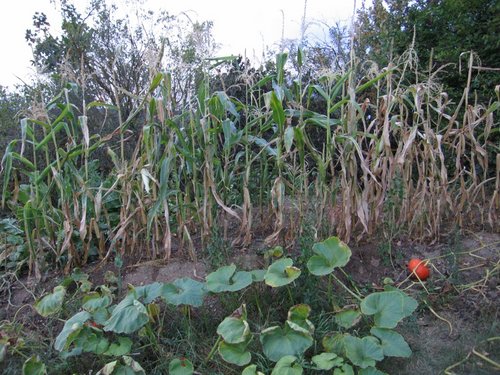 Click on the photo for the original