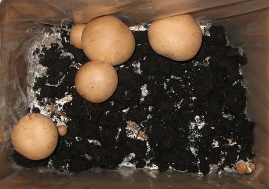 Click on the photo for the original