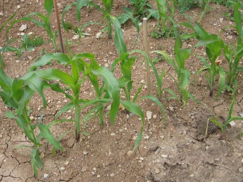 Click on the photo for the original