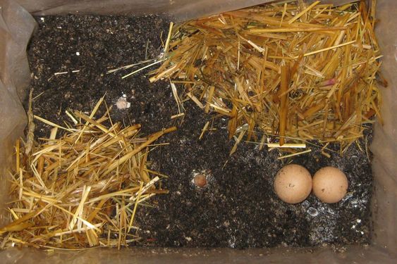 Click on the photo for the original