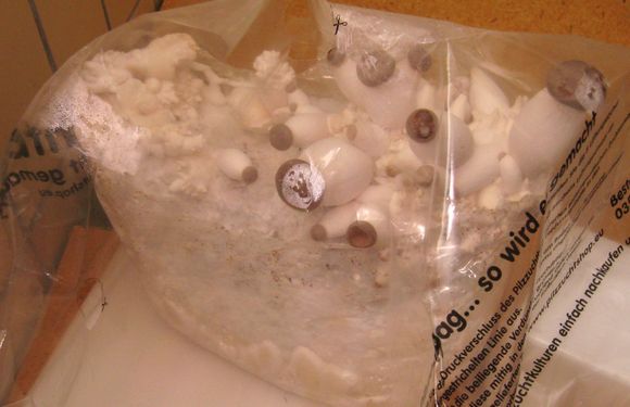 Click on the photo for the original