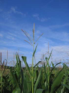 Click on the photo for the original