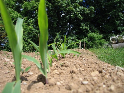 Click on the photo for the original