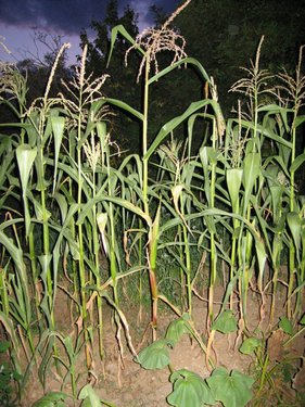 Click on the photo for the original