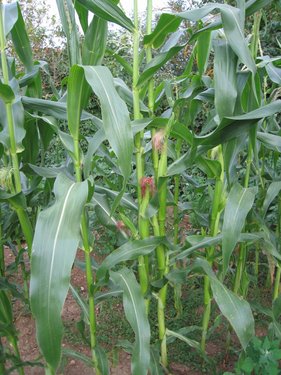 Click on the photo for the original