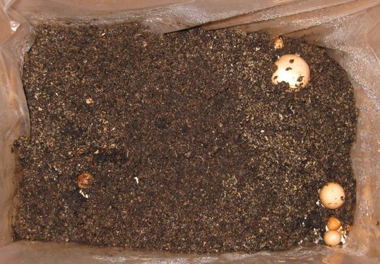 Click on the photo for the original