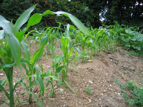 Click on the photo for the original