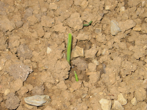 Click on the photo for the original