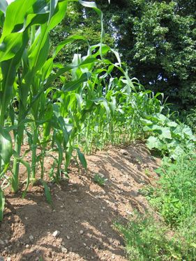 Click on the photo for the original