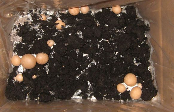 Click on the photo for the original